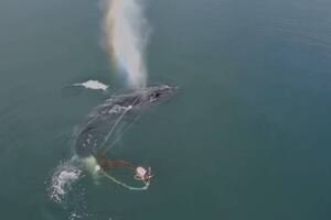 Una ballena jorobada fue liberada en aguas de Alaska