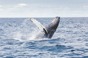 El estremecedor video donde una ballena captura con la boca a dos mujeres