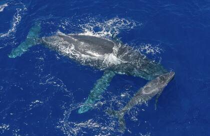 Una ballena jorobada y su cría nada por el océano en Niue