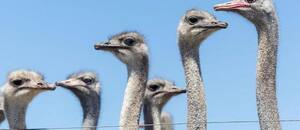 El caso de los 300 avestruces que fueron sacrificados en Canadá en medio de una enorme polémica