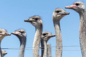 El caso de los 300 avestruces que fueron sacrificados en Canadá en medio de una enorme polémica