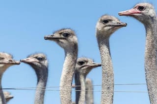 El caso de los 300 avestruces que fueron sacrificados en Canadá en medio de una enorme polémica