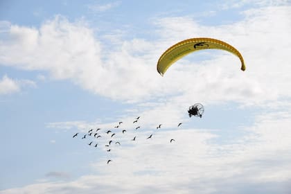 Una bandada de ibis eremita acompaña al paramotor mientras sobrevuela zonas rurales, replicando el aprendizaje que luego les permitirá realizar la migración de forma autónoma