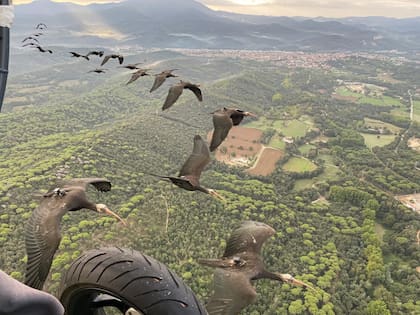 Una bandada de ibis eremita acompaña al paramotor mientras sobrevuela zonas rurales, replicando el aprendizaje que luego les permitirá realizar la migración de forma autónoma