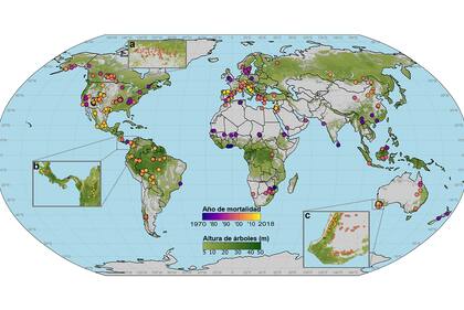 Una base de datos de eventos de mortalidad de árboles provocados por sequías muestra que todas las regiones del planeta son vulnerables