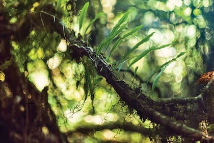 Una de las delicadas obras de Guadalupe Miles.