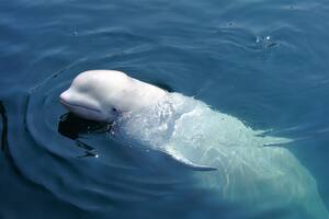 Sorpresa en Francia por una beluga que se alejó del Ártico y está perdida en el río Sena