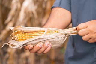 "Una bendición": lluvias alivian cultivos golpeados por calor y sequía en Argentina