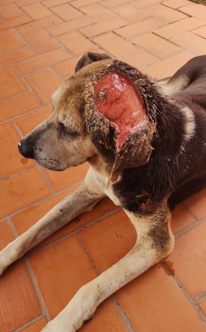 Una bichera es una miasis, es decir, una infestación producida por larvas de moscas en una herida.