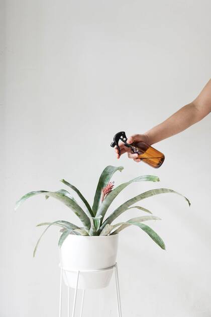 Una buena fertilización ayuda a las plantas a crecer vigorosas y disminuye el riesgo de que sean atacadas por insectos o enfermedades