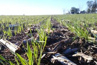 El camino de la nutrición en la fina