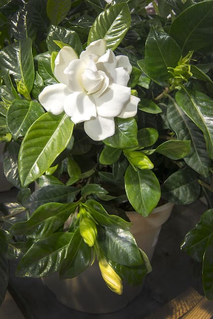 Una buena guía es regar cuando la capa superficial empieza a sentirse apenas seca al tacto