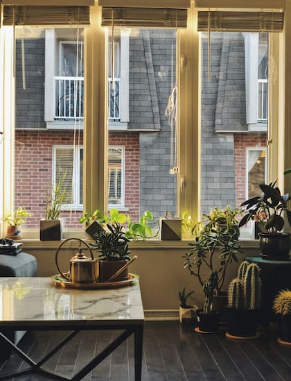 Una buena ubicación para los cactus es cerca de las ventanas