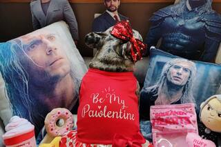 La insólita historia de Rory, la perrita 'enamorada' del actor Henry Cavill