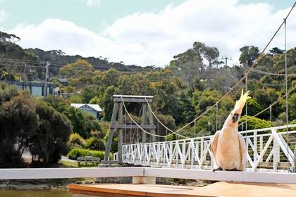 Una cacatúa posa en el puente colgante de Lorne