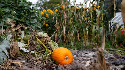 Una calabaza crece en el jardín de Rosendals en Estocolmo