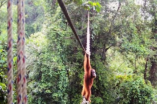Una cámara capta el momento en que un orangután usa un puente para cruzar una carretera en Indonesia
