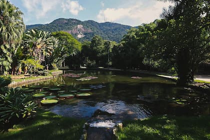 Una caminata por los distintos sectores del Jardín, con sus sombras, espesuras y aromas, son una experiencia renovadora.