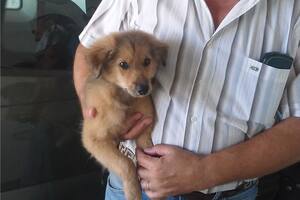 "Una camioneta frenó y vi cómo tiraban algo a la banquina", recuerda Daniel Lorente.