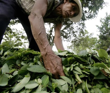 Una campesina cosecha plantas de coca en Ayacucho, Perú