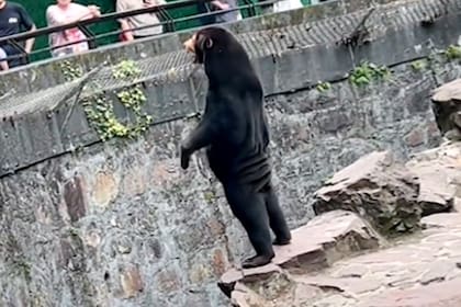 Una captura del video donde se ve a un oso malayo parado sobre sus dos patas traseras