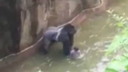 Una captura del video en el que se puede observar a Harambe arrastrando al niño por algunos metros para luego parase a observarlo.