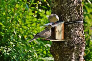 Una casita de madera para que los pájaros aniden en el jardín