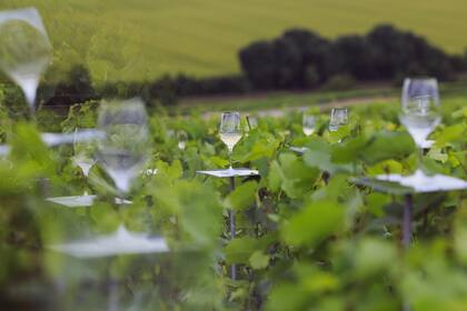 Una cata en los viñedos de Hautvillers