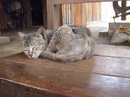 Una causa común por la cual los gatos tienen peso bajo es el estrés, el cambio de ambiente o la presencia de parásitos