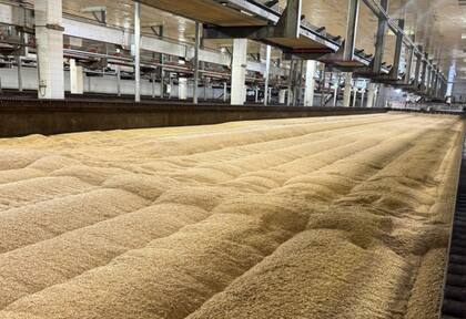 “Una cebada que no germina no es cervecera. Si la almacenamos mal, la transformamos en forrajera, y eso puede representar una pérdida de entre 130 y 140 dólares por hectárea”, detalló Rada