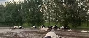 Encuentran decenas de vacas muertas tras una tormenta en Córdoba