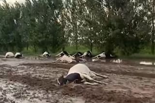 Encuentran decenas de vacas muertas tras una tormenta en Córdoba