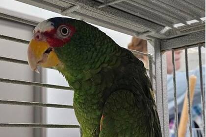 Una ciudadana estadounidense intentó reingrensar al suelo norteamericano con 20 loros sin declarar