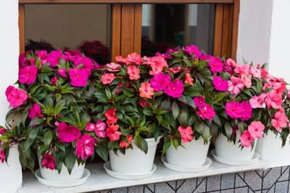 Una clásica de patios y balcones que se multiplica con facilidad