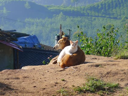 Una cohabitación armoniosa depende, por lo general, más del perro que del gato
