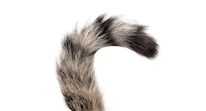 Una cola hacia arriba con un signo de interrogación en la punta indica que el gato se encuentra alegre