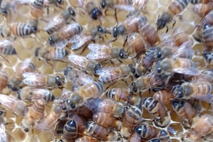 Una colmena en el campo de Montero