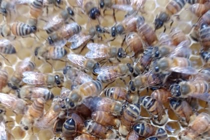 Una colmena en el campo de Montero 