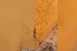 Hormigas unen sus fuerzas para cargar pared arriba un lagarto muerto