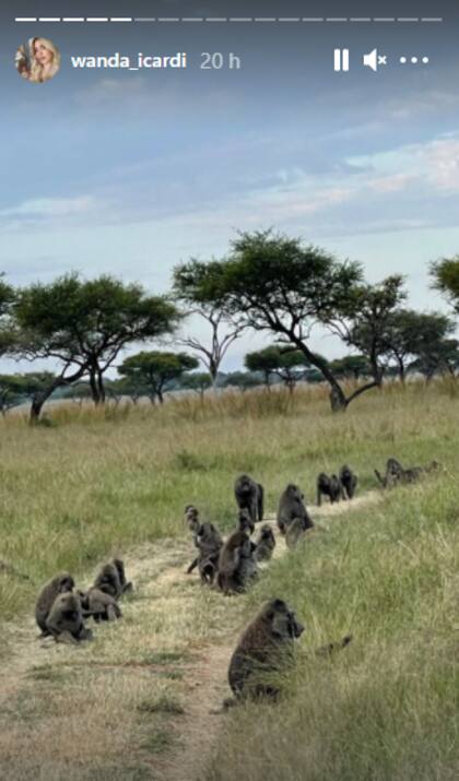 Una colonia de monos que llamó la atención de la modelo.