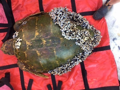 Una colonia de percebes sobre una tortuga marina