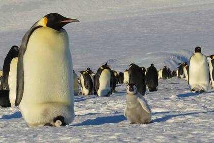 Una colonia de pingüinos emperadores en la Antártida argentina
