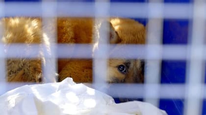 Una combinación de factores ha dificultado la adopción de perros en la sociedad surcoreana