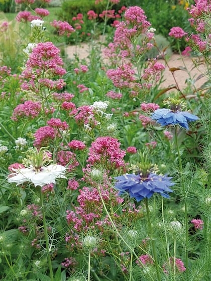Una combinación ideal para canteros al sol con buen drenaje