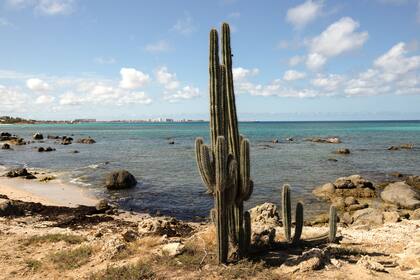 Una combinación inesperada para el paisaje habitual del caribe: cactus y mar.