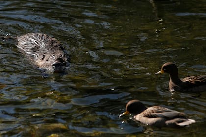 Una comunidad de coipos, una especie de roedor nativo de la Argentina, habita en las islas de los lagos de Regatas, en Palermo