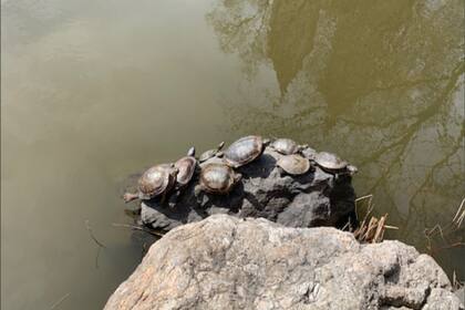 Una comunidad de tortugas aprovecha la soledad en las lagunas.