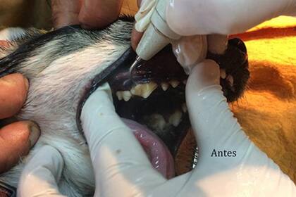 Una consulta con tu veterinario determinará si tu perro requiere de una profilaxis