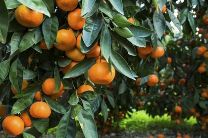 La falta de trabajadores rurales ocasionó que producciones como la cereza, las frutas de carozo, el ajo, el tabaco, la vid, los cítricos, las pomáceas, el té y el olivo, entre otras.