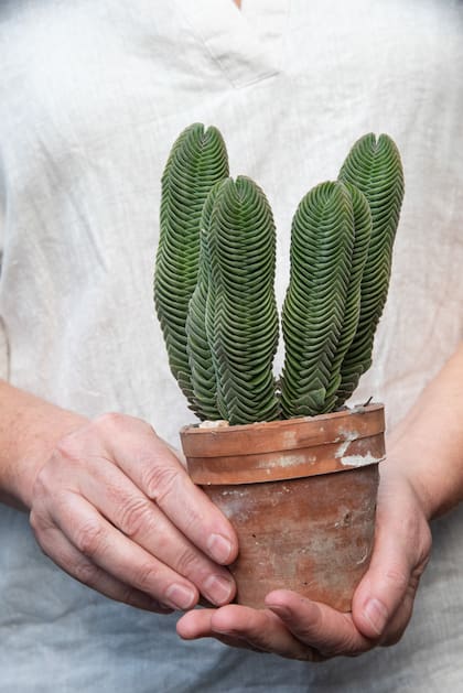 Una Crassula ‘Templo de Buda’ lista para llevar.